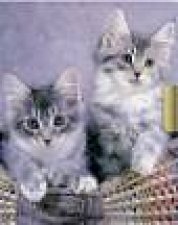 Key Lock Diary Cats