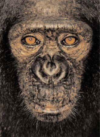 James And Other Apes by Mollison James