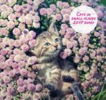 Cats in Small Places 2017 Diary