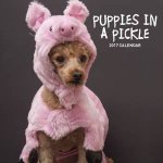 Puppies in a Pickle 2017 Calendar