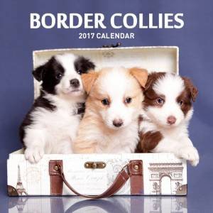 Border Collies 2017 Calendar by Various