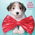 Jack Russell Terrier 2017 Calendar