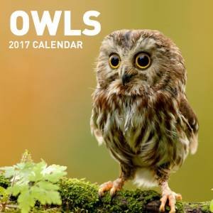 Owls 2017 Calendar by Various