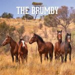 Australian Wild Horses 2017 Calendar