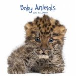 Baby Animals 2017 Calendar