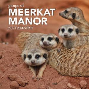 Gangs Of Meerkat Manor 2017 Calendar by Various