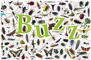 Buzz! by Dorling Kindersley