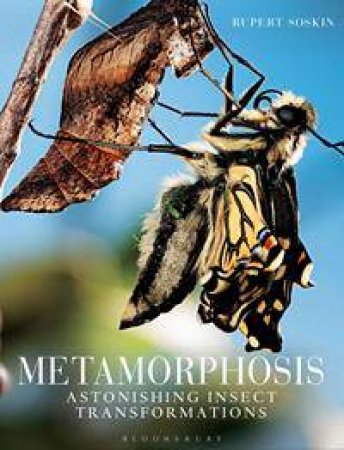 Metamorphosis by Rupert Soskin