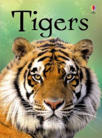 Beginners: Tigers by James Maclaine