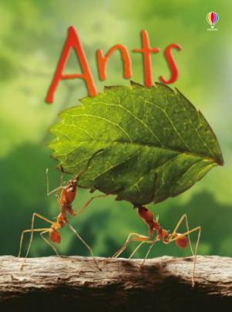 Beginners: Ants by Lucy Bowman