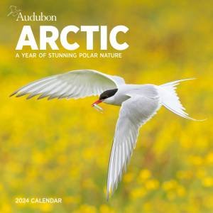 Audubon Arctic Wall Calendar 2024 by Workman Calendars