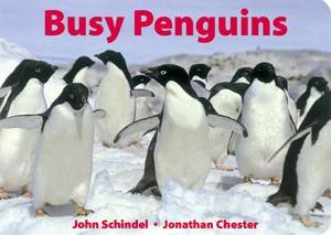 Busy Penguins by John Schindel