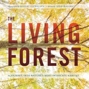 Living Forest: A Journey Into Nature's Most Intricate Habitat by Robert Llewellyn & Joan Maloof