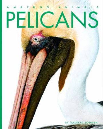 Pelicans by Valerie Bodden