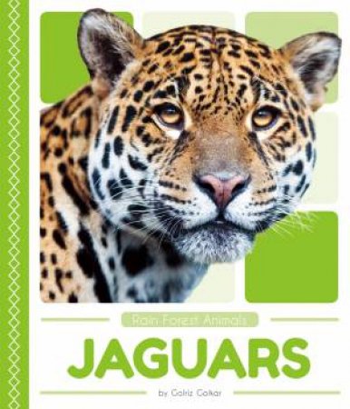 Rain Forest Animals: Jaguars by Golriz Golkar