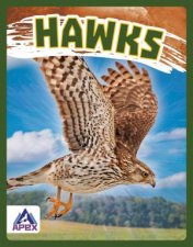 Birds Of Prey Hawk