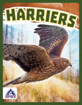 Birds Of Prey: Harriers by Connor Stratton