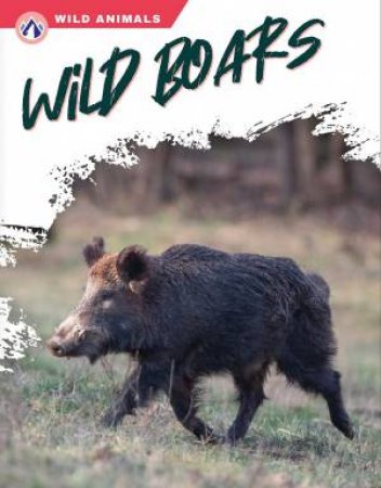 Wild Animals: Wild Boars by LIBBY WILSON