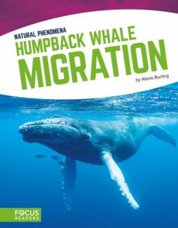 Natural Phenomena: Humpback Whale Migration by Alexis Burling