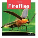 Insects Fireflies