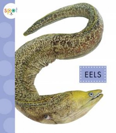 Eels by Mari C Schuh