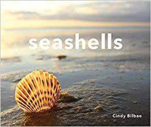 Seashells by Cindy Bilbao