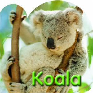 A Steve Parish Board Book: Koala by Steve Parish