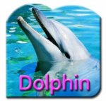 Steve Parish Board Book Dolphin