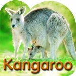 Steve Parish Board Book Kangaroo