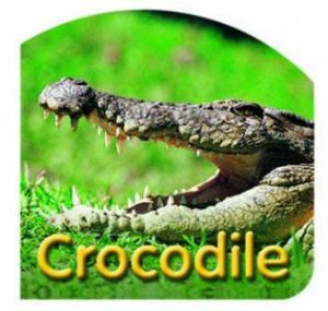 Steve Parish Board Book: Crocodille by Steve Parish