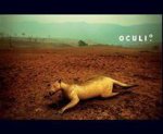 Oculi