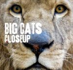 Close Up Big Cats