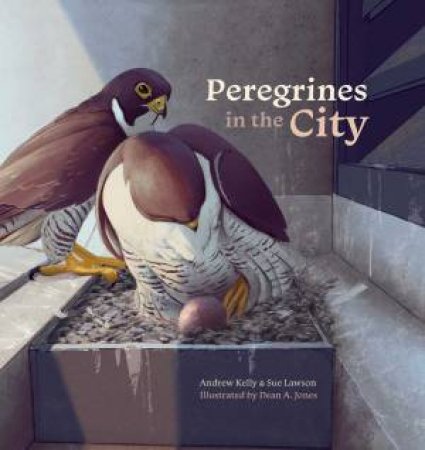 Peregrines In The City by Andrew Kelly & Sue Lawson