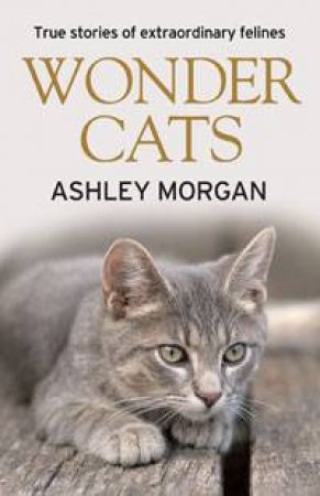 Wonder Cats by Ashley Morgan