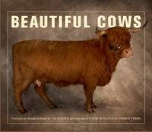 Beautiful Cows by Val Porter