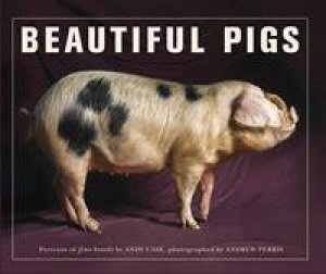 Beautiful Pigs by Andy Case