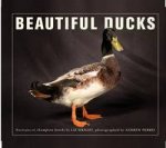 Beautiful Ducks