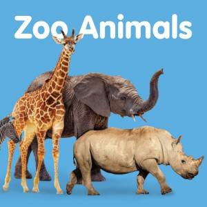 Zoo Animals - Board Book by Various