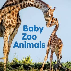 Baby Zoo Animals by Various