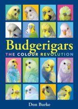 Budgerigars