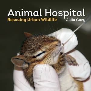 Animal Hospital: Rescuing Urban Wildlife by COEY JULIA