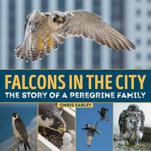 Falcons in the City: The Story of a Peregine Family by CHRIS EARLEY