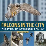 Falcons in the City The Story of a Peregine Family