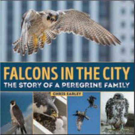 Falcons in the City: The Story of a Peregine Family by CHRIS EARLEY