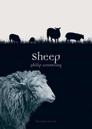 Sheep by Philip Armstrong