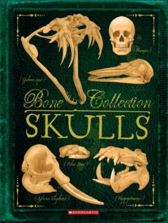 Skulls Bone Collection by Rob Colson