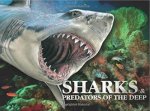 Sharks  Predators Of The Deep