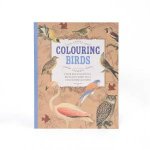 Colouring Birds