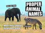 Proper Animal Names What They Should Really Be Called