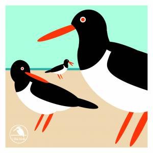 I Like Birds: Oyster Catcher Boxed Notecards by I Like Birds